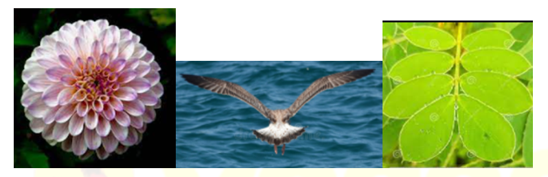 Bài 1 trang 116 Toán 6 tập 1 SGK Cánh Diều