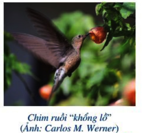 Bài 8 trang 43 Toán 6 tập 2 SGK Cánh Diều