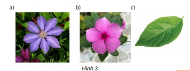 Thực hành 2 trang 57 Toán 6 tập 2 SGK Chân trời sáng tạo