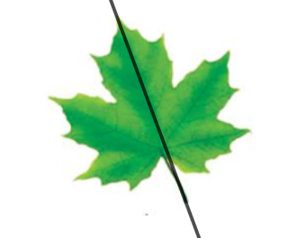 Bài 1 trang 61 Toán 6 tập 2 SGK Chân trời sáng tạo