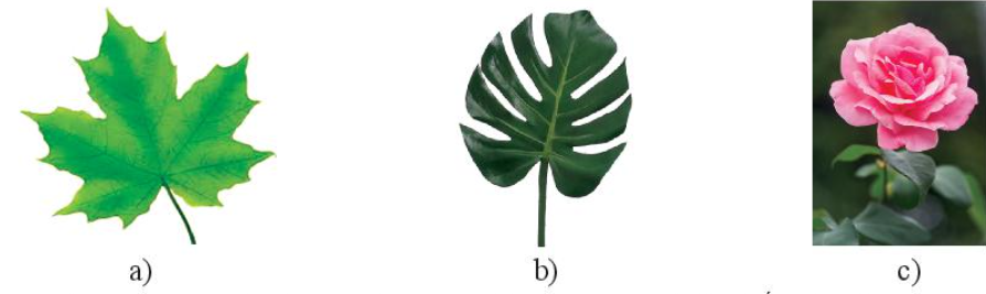 Bài 1 trang 61 Toán 6 tập 2 SGK Chân trời sáng tạo