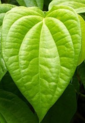 Thực hành 1 trang 59 Toán 6 tập 2 SGK Chân trời sáng tạo