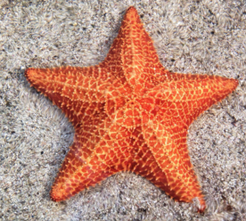 Thực hành 1 trang 59 Toán 6 tập 2 SGK Chân trời sáng tạo