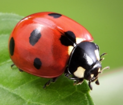 Thực hành 1 trang 59 Toán 6 tập 2 SGK Chân trời sáng tạo