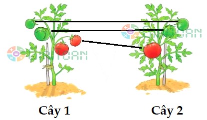 Bài 2 Toán lớp 1 trang 23 sách Cánh Diều