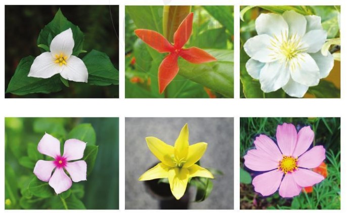 Bài 6 Toán lớp 1 trang 29 sách Cánh Diều