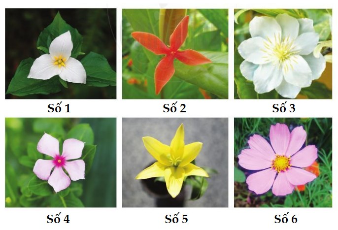 Bài 6 Toán lớp 1 trang 29 sách Cánh Diều