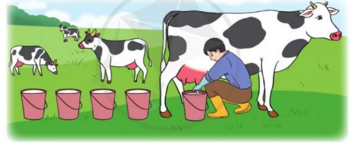 Bài 5 Toán lớp 3 trang 64 sách Cánh Diều