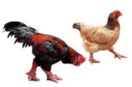 Bài 3 Toán lớp 3 trang 68 sách Chân trời sáng tạo