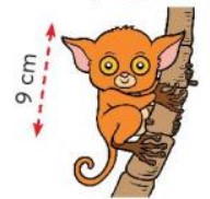 Khám phá Toán lớp 3 trang 67 sách Chân trời sáng tạo