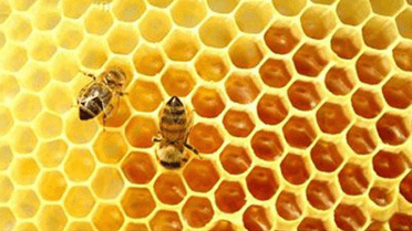 Sách bài tập Toán lớp 6 Bài 1: Tam giác đều. Hình vuông. Lục giác đều | Cánh diều Giải SBT Toán 6