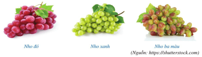 Bài 4 trang 45 Toán lớp 7 Tập 2 Cánh diều